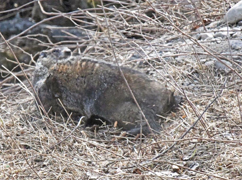 Woodchuck biting former suitor