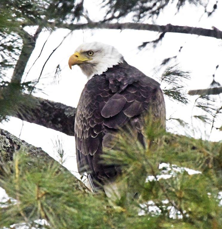 Bald eagle 