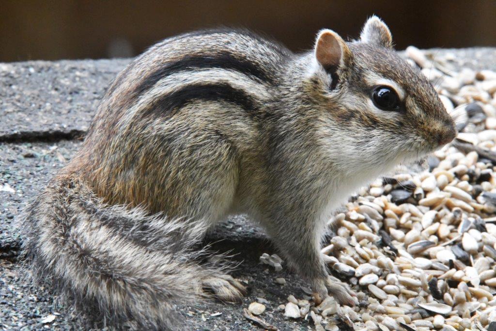 Eastern chipmunk
