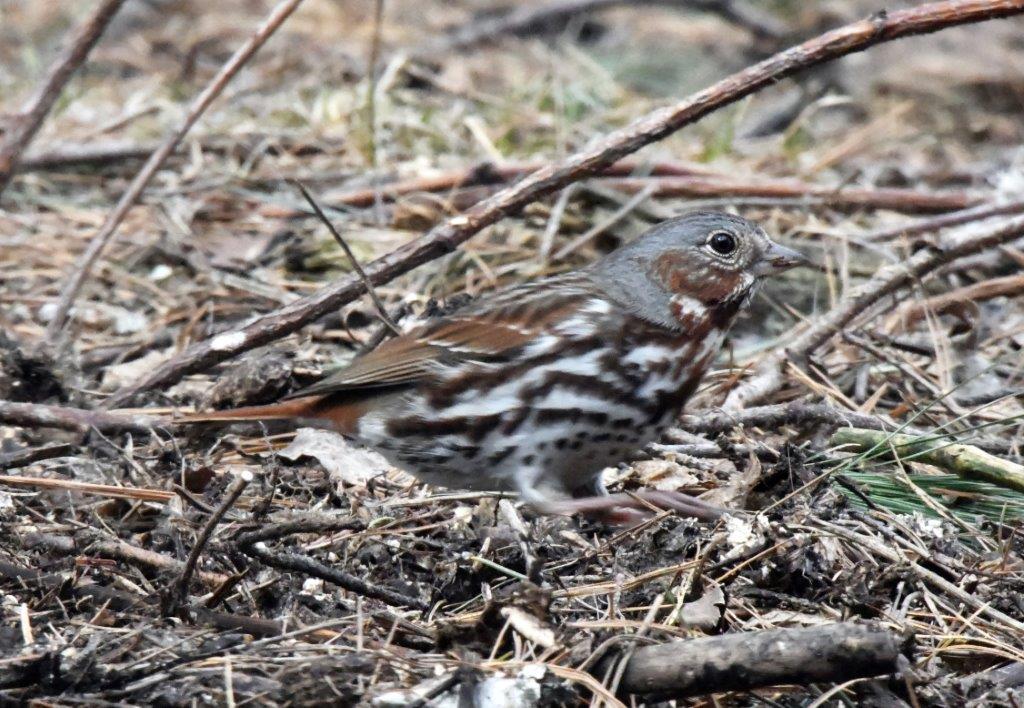 Fox sparrow moving
