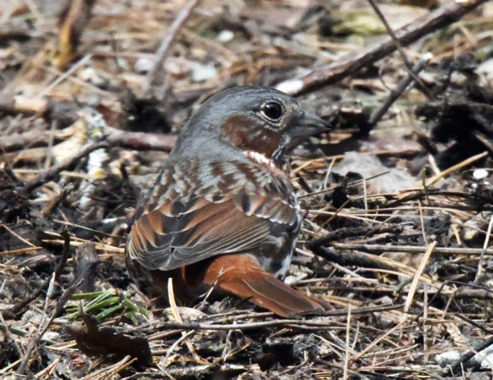 Fox sparrow still