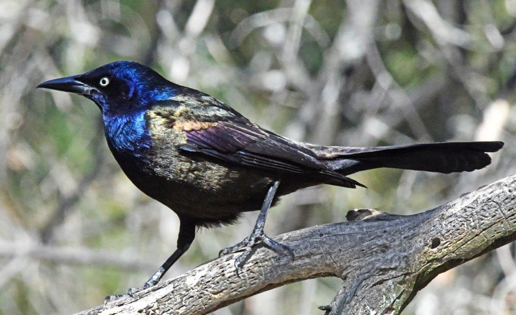 Grackle