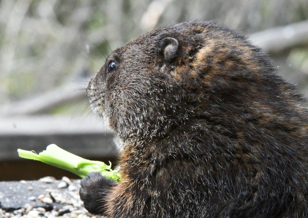 Woodchuck new male