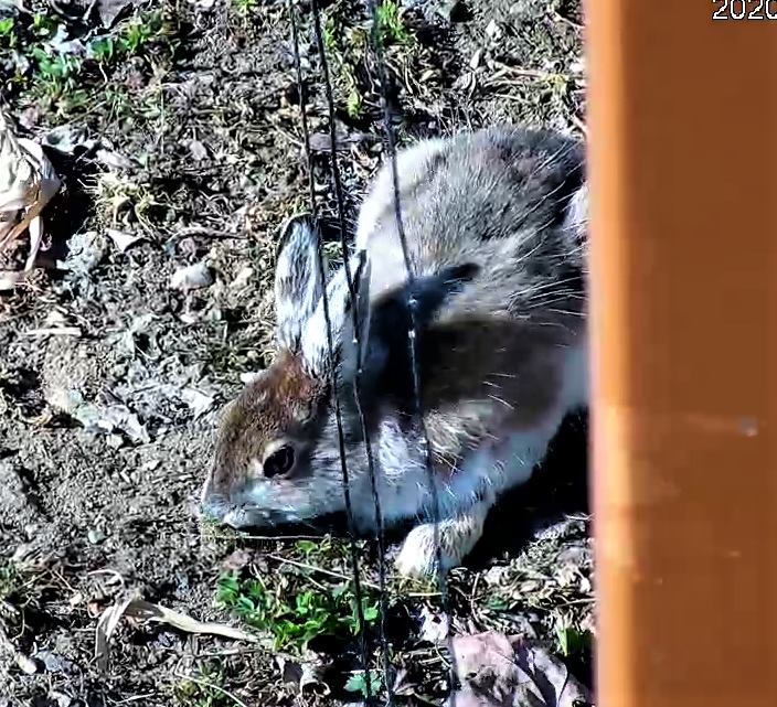 Snowshoe Hare