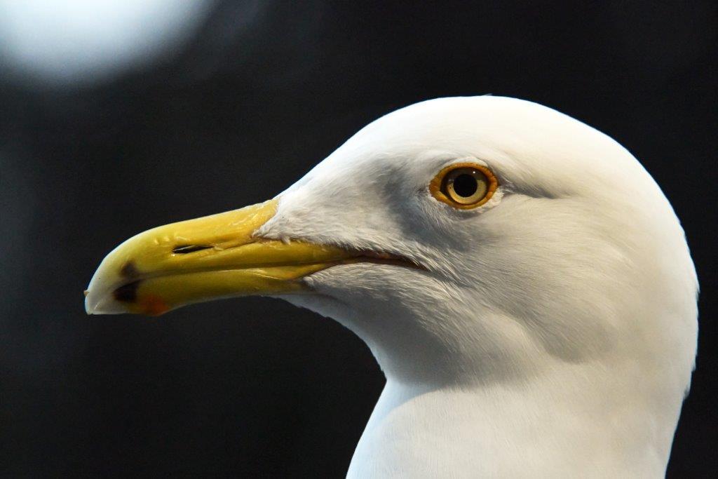 Gull