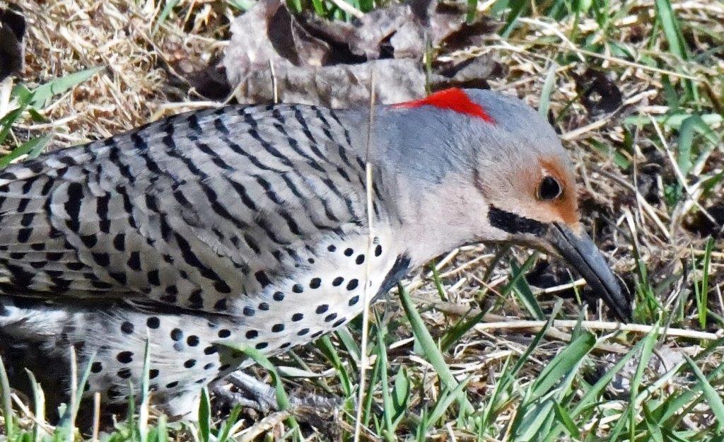 Northern Flicker male