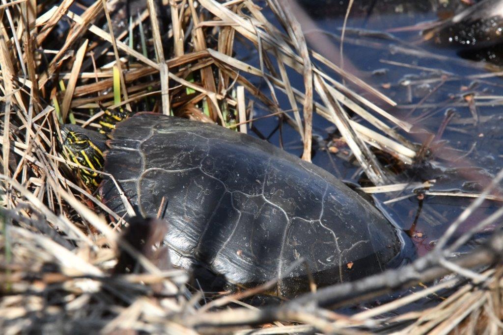 Painted turtle