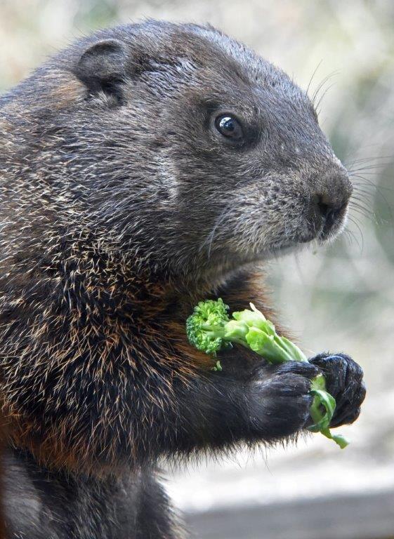 Woodchuck new male
