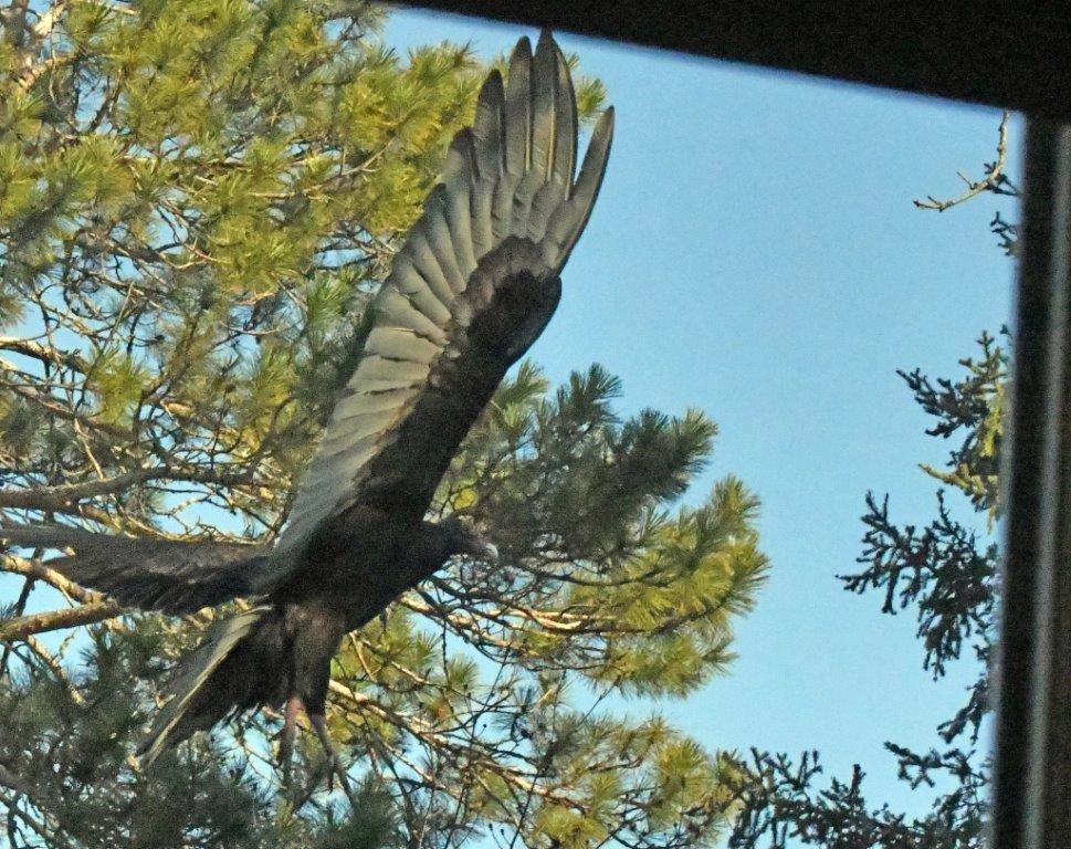 Turkey vulture