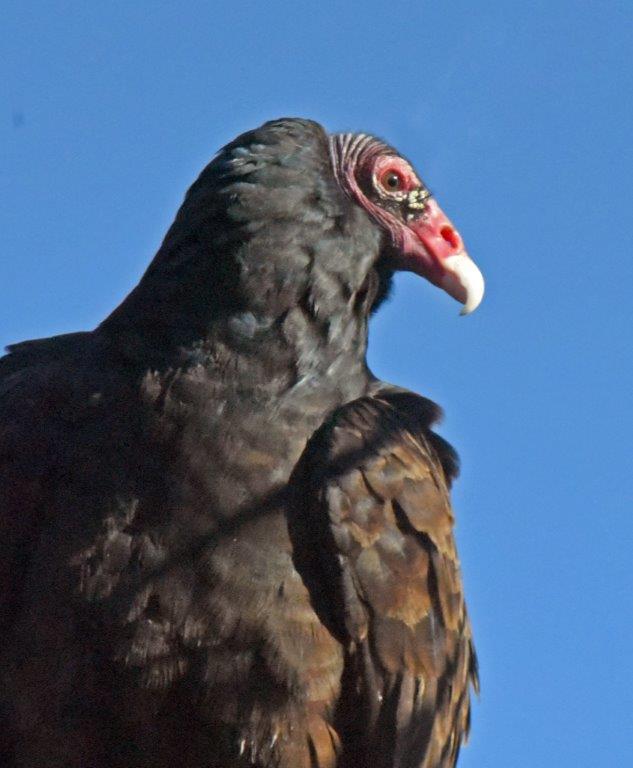 Turkey vulture close