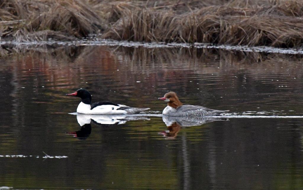 American merganser pair