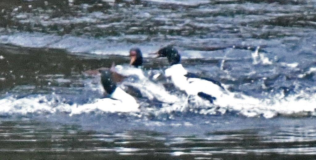 Battling mergansers