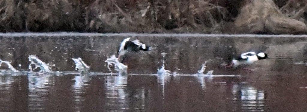 Bufflehead chase