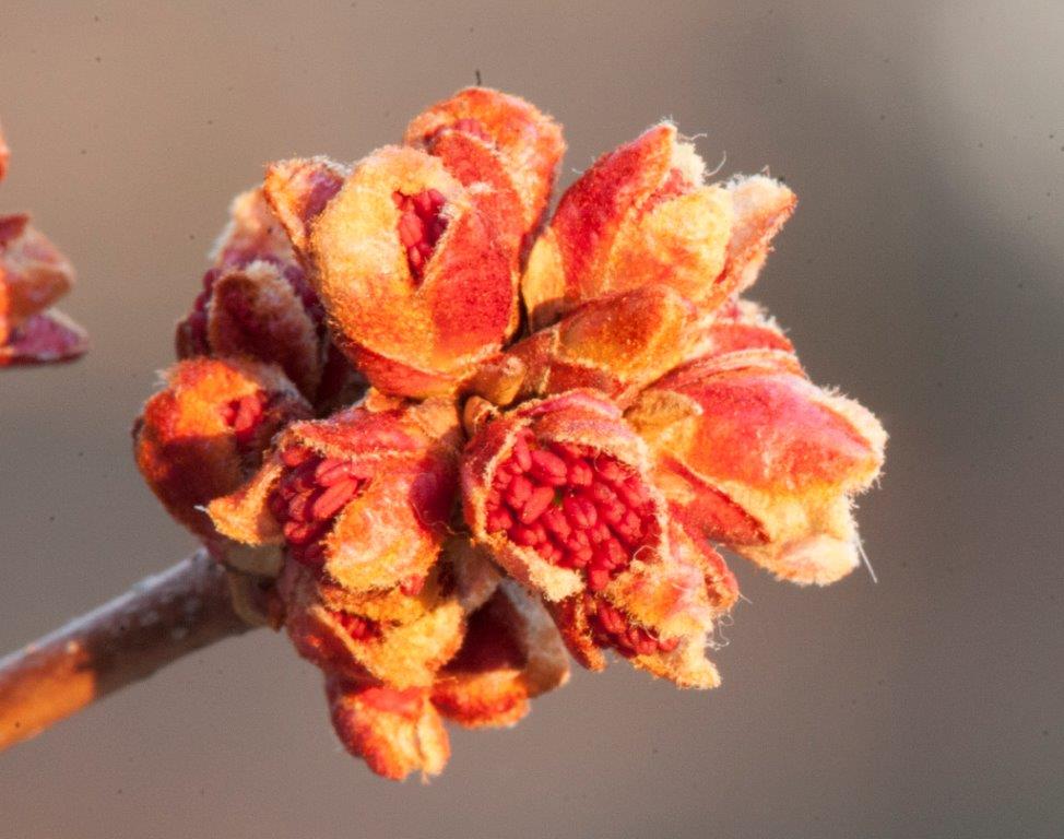 Red maple bud opening