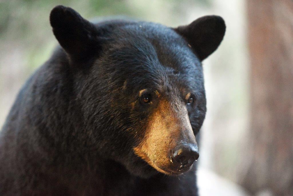 Bear that visited on 5-2