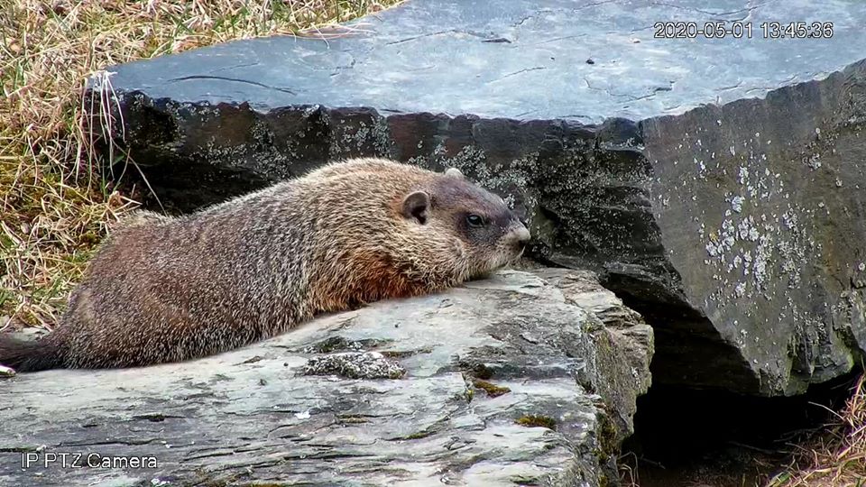 Woodchuck