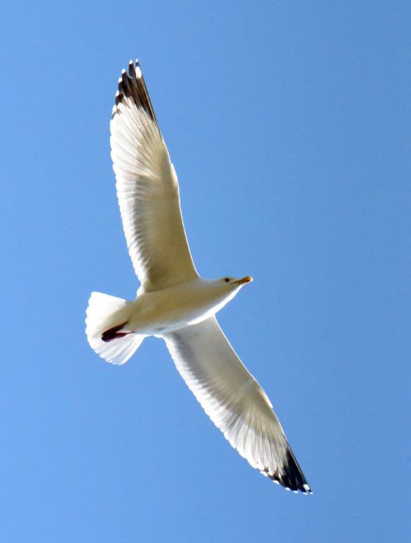 Herring gull