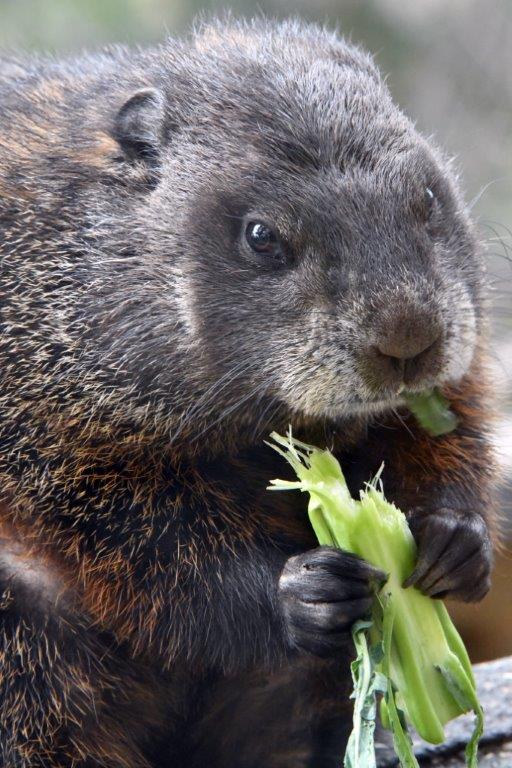 New male woodchuck