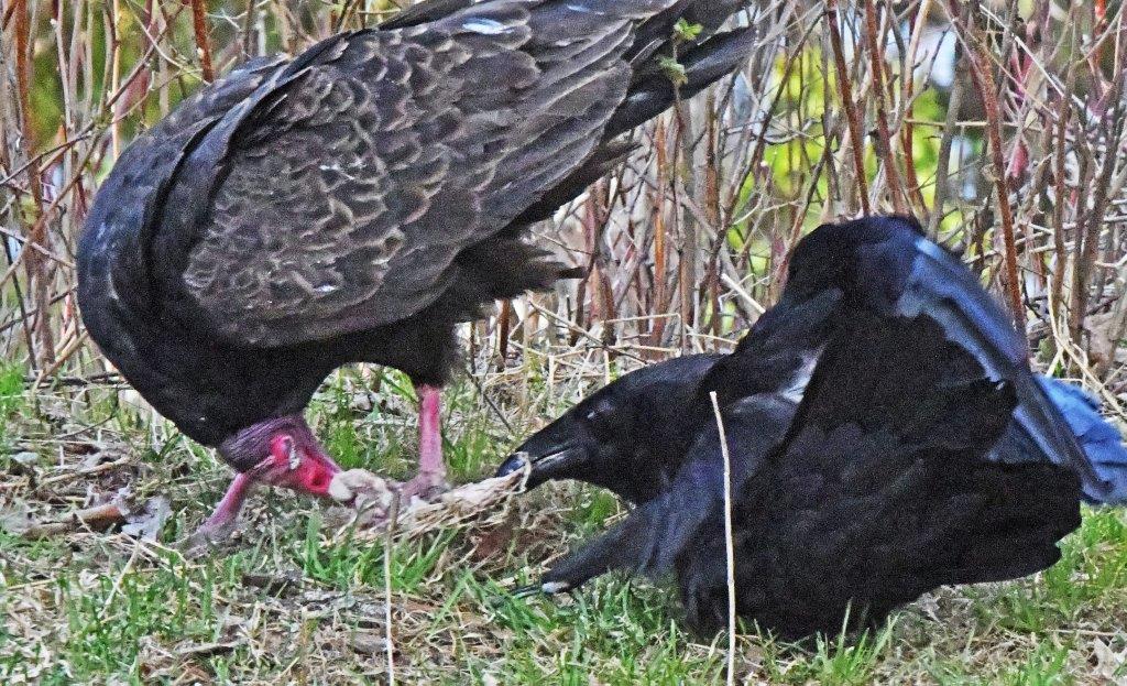Turkey vulture and raven tug of war