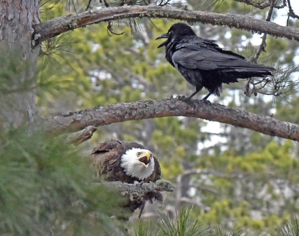 Eagle defending against mob