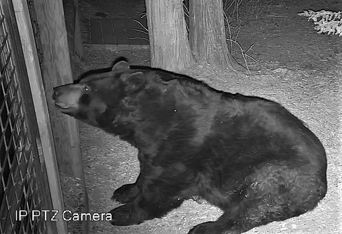 Ted on alert with bear visit