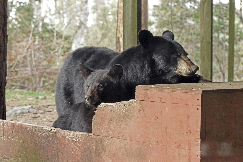 Samantha with 2 of her 4 yearlings 5-16-20