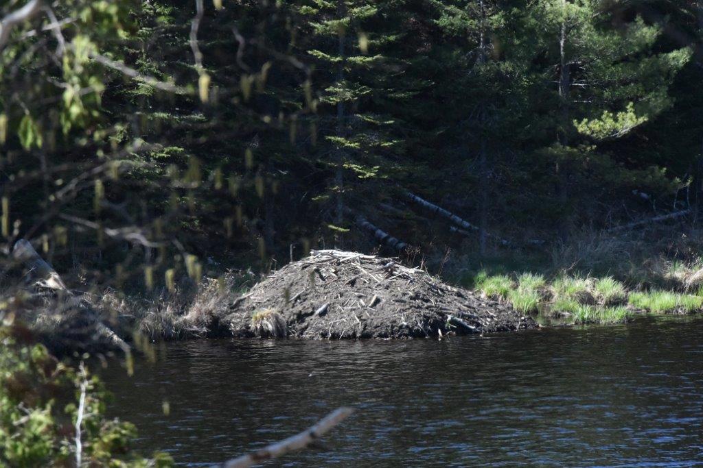 Beaver lodge