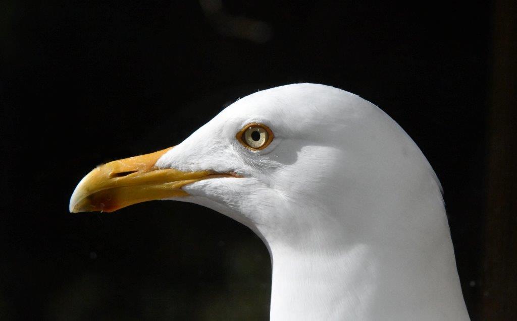 Herring gull