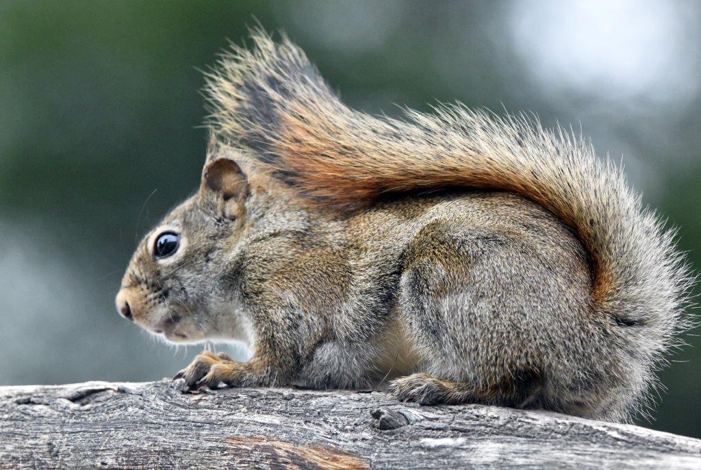 Red Squirrel shedding