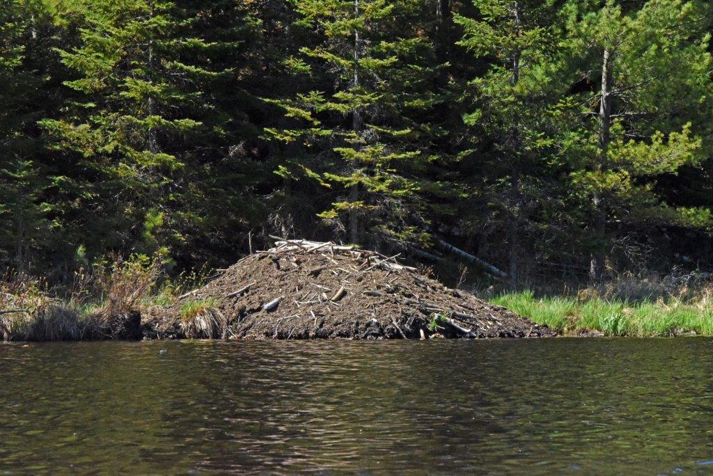 Beaver lodge