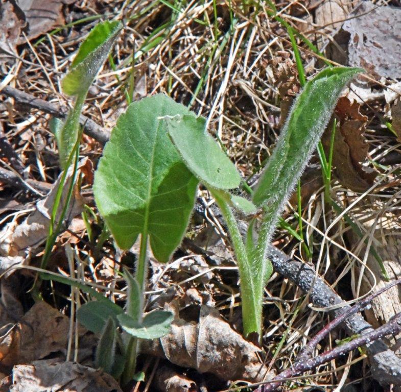 Big leafed Aster