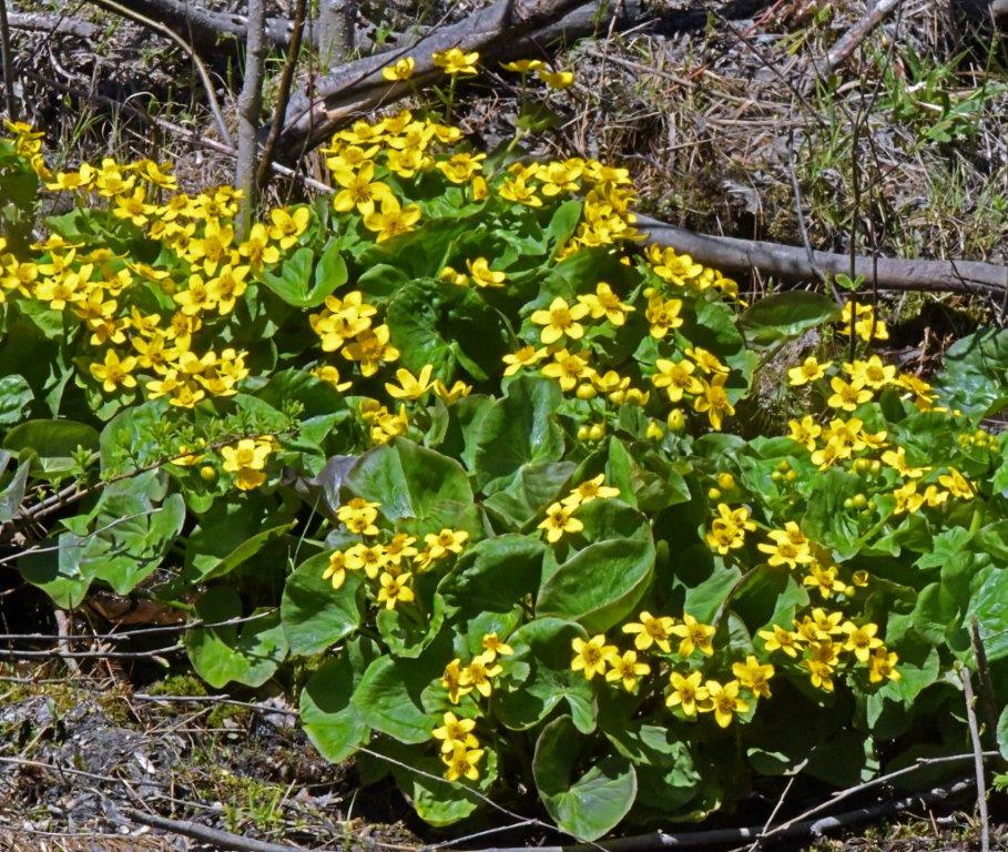 Marsh marigolds
