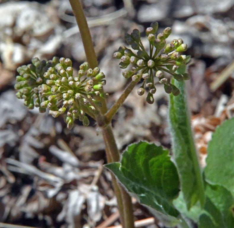 Wild sarsaparilla berry buds