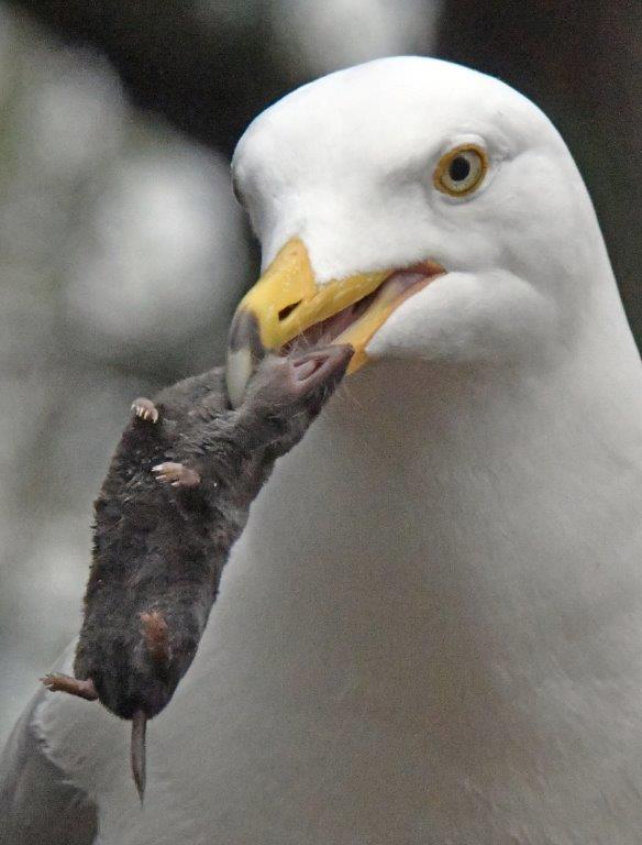 Gull short tailed shrew