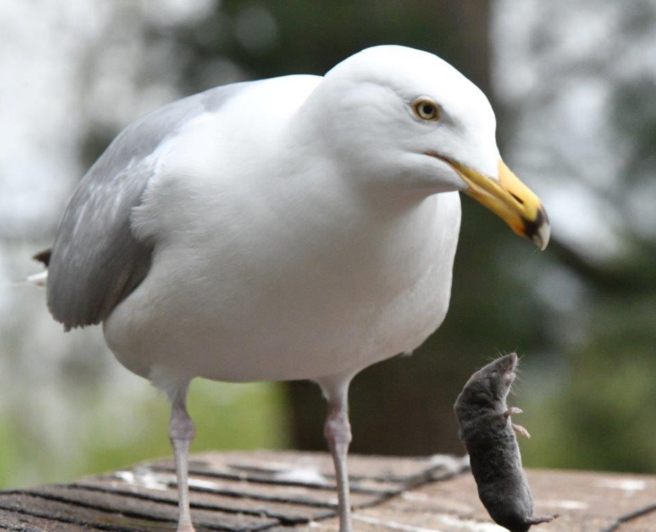 Gull dropped short-tailed shrew