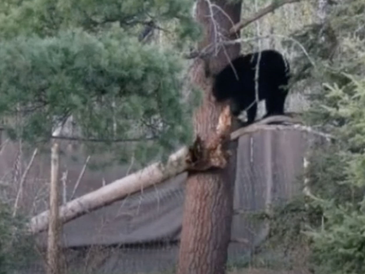 Holly with fallen tree