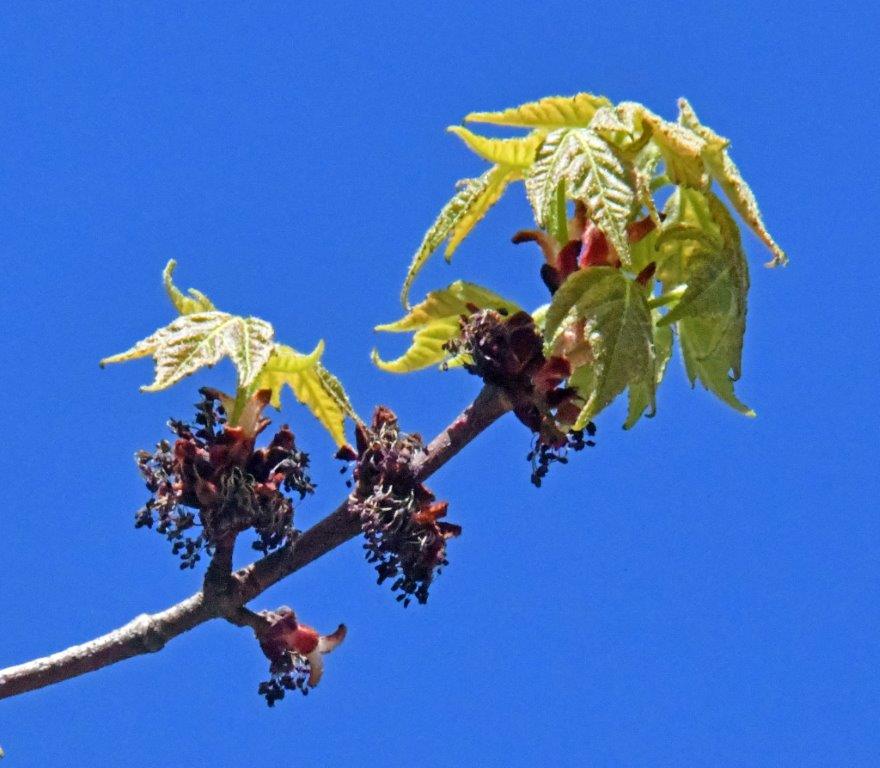 Red maple male flowers