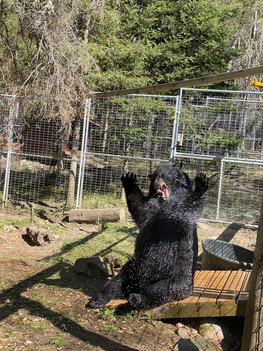 Tasha with water bowl