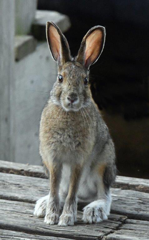 Showshoe hare