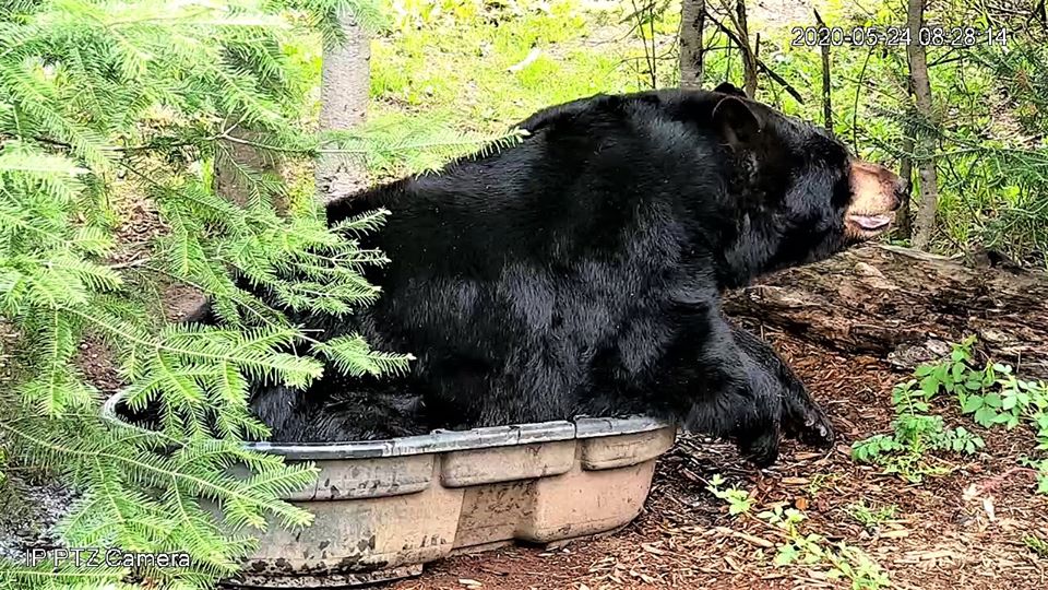 Ted takes a morning dip