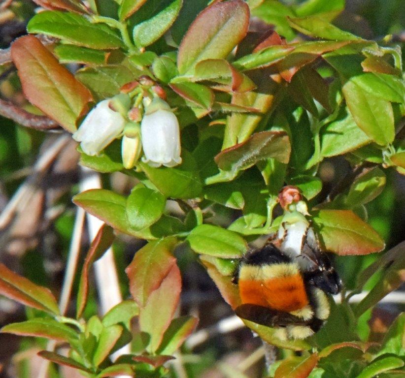 Tricolored bumblebee on blueberry blossom