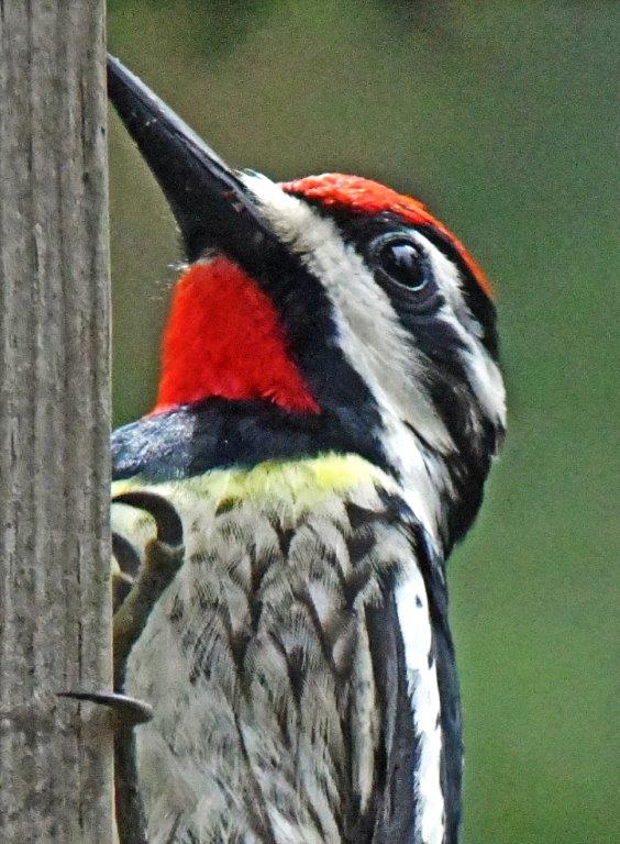 20200527 Yellow bellied sapsucker