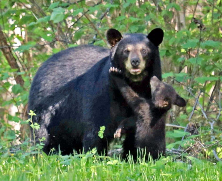 Carolyn with her cub