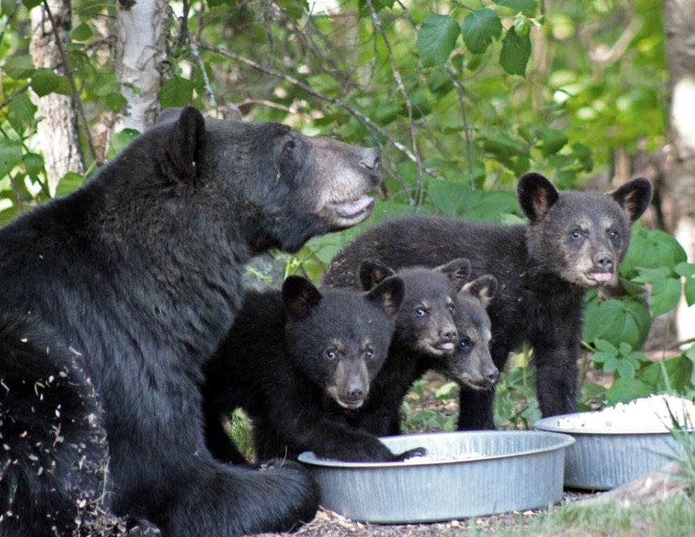 Jewel and four cubs