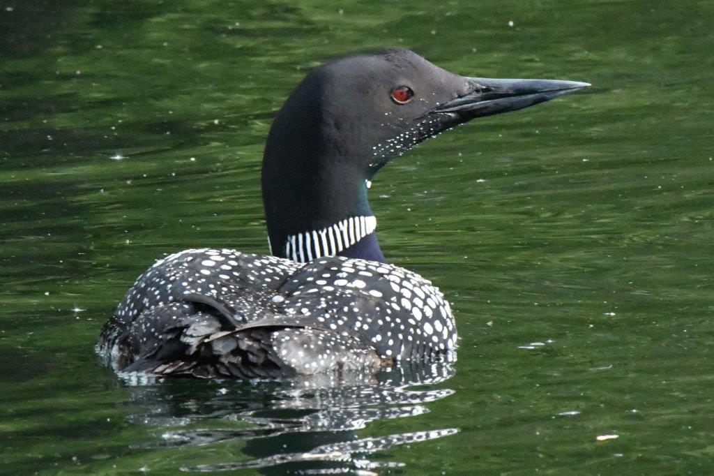 Common Loon