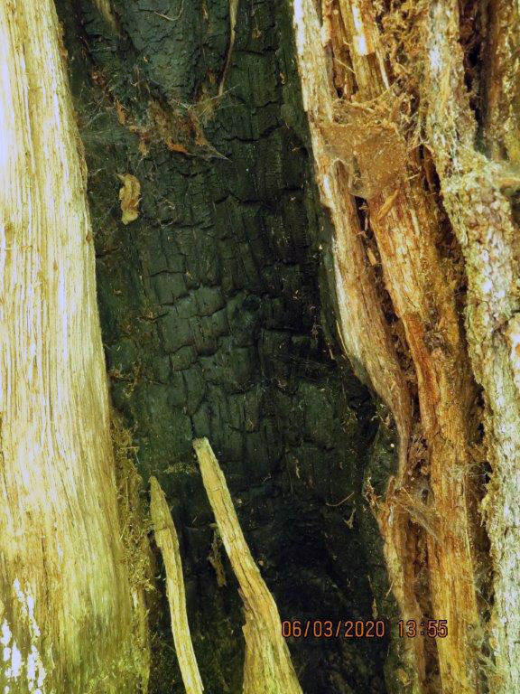 White Pine stump with fire scar