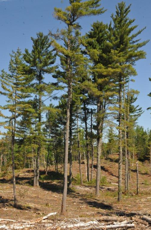 White Pines spared in aspen clearcut