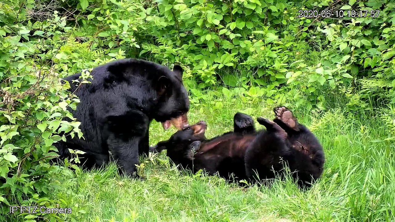 Lucky and Holly play