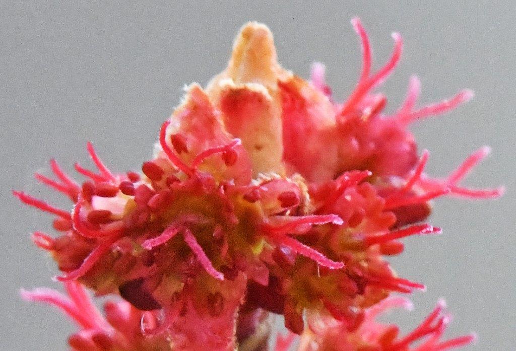 Red maple blossom female