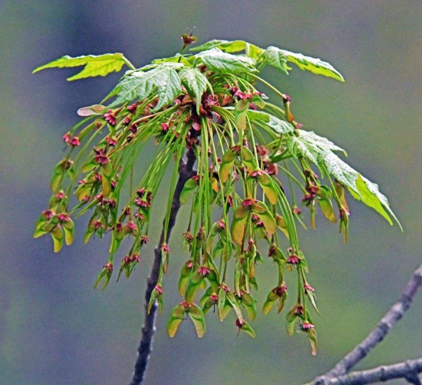 Red maple seeds